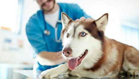 Top Tips for Finding Reliable Pet Care Services Near You